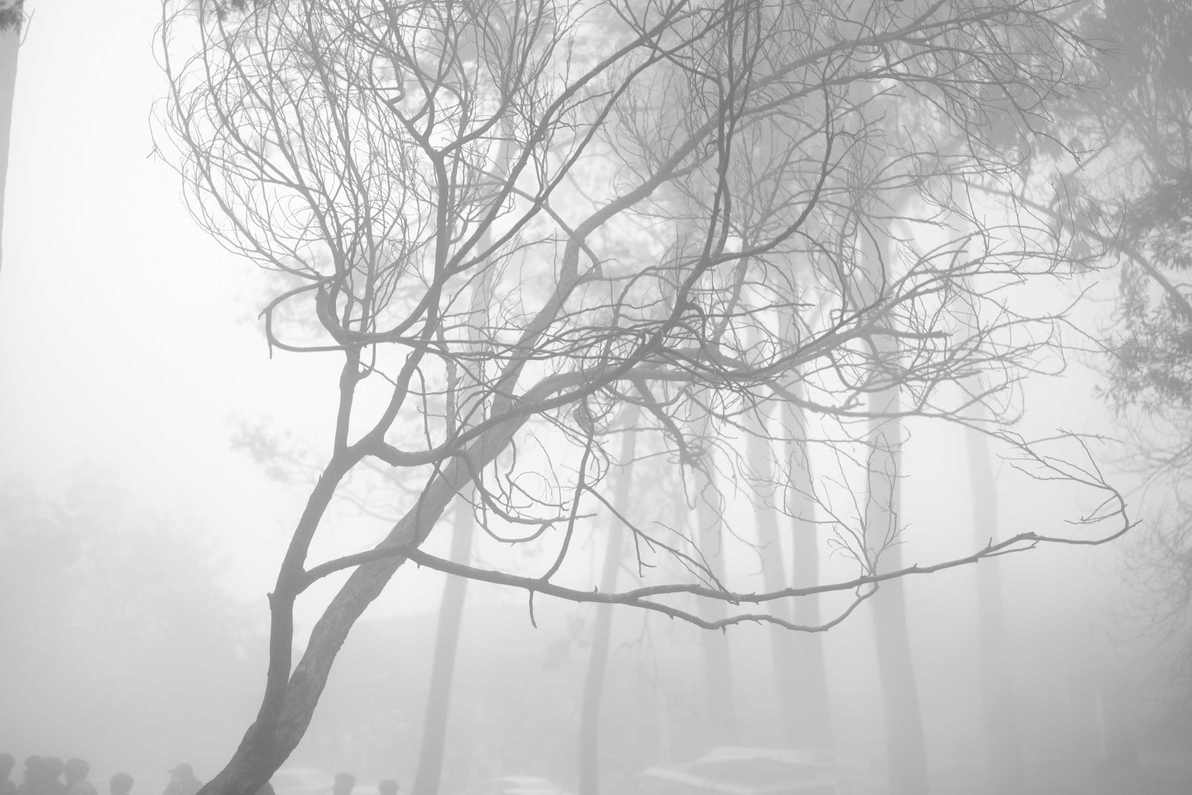 Bare, branching trees dissolving into thick fog, in black and white, with a few silhouetted figures along the bottom edge.